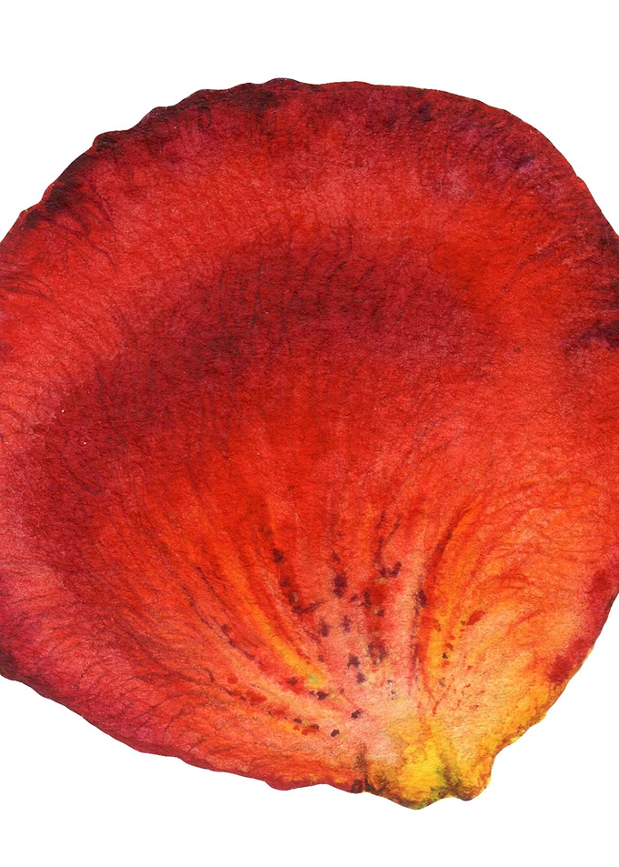 Red Rose Petal