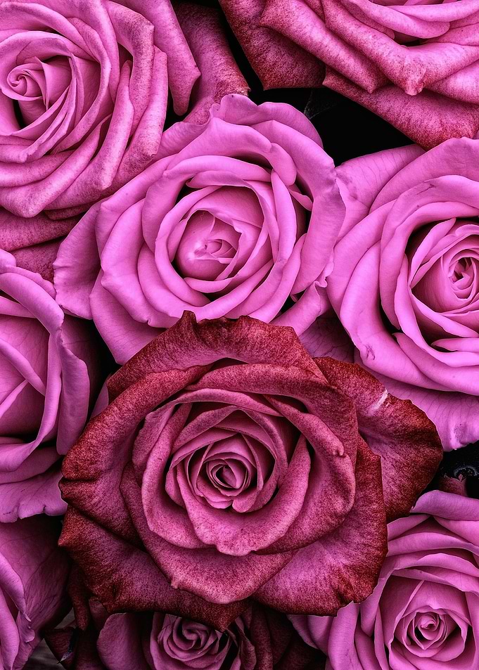 Pink Roses