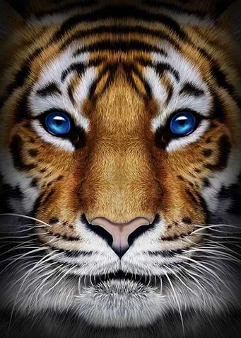 Tiger Close Up