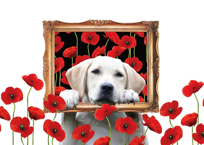 Golden Retriever Poppies