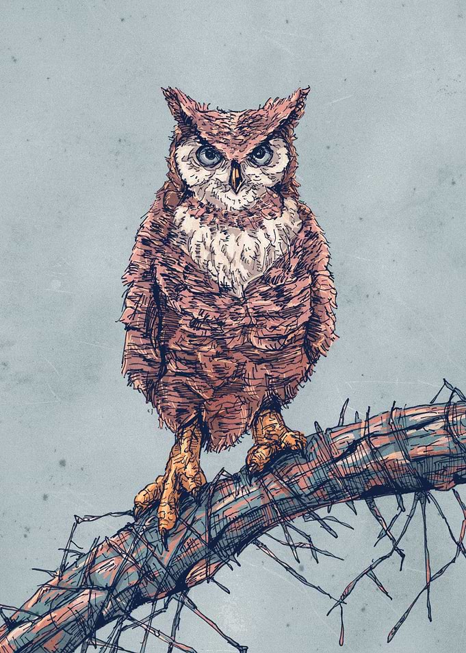 Night Owl