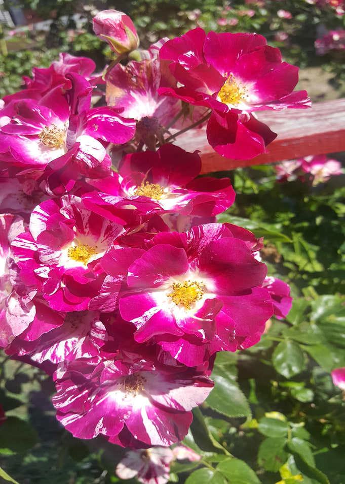rosier grimpant