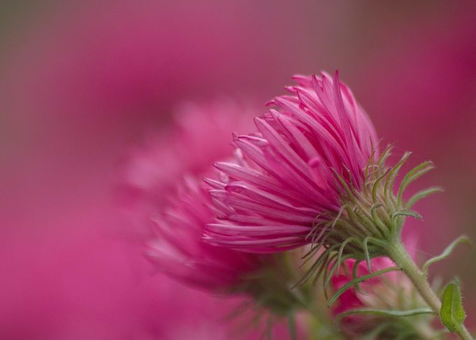 Pink Aster