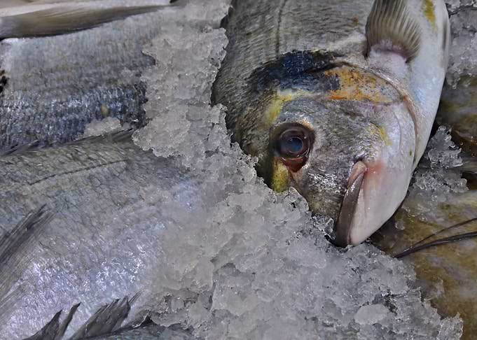 Fresh fish on ice