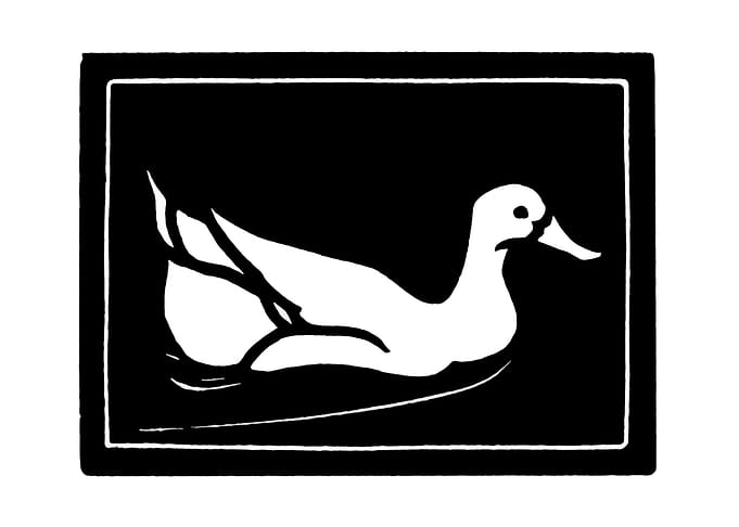 Swimming duck