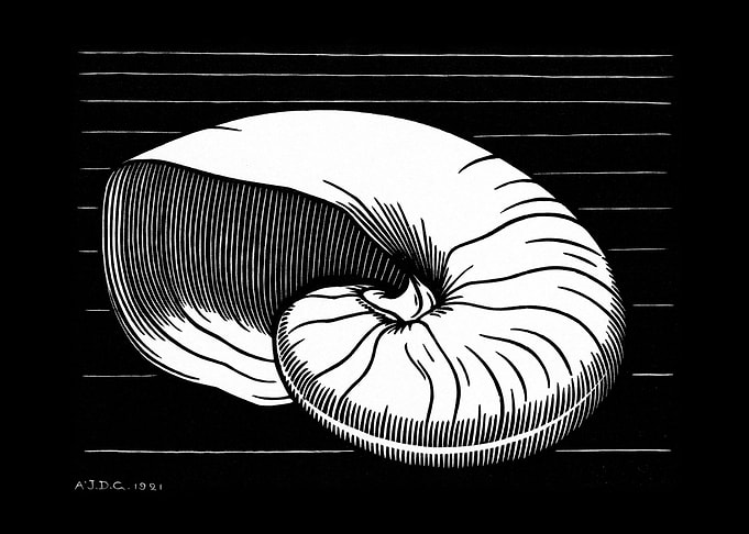 Shell