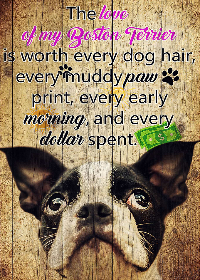 Boston Terrier