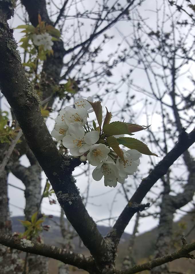 Fleur de cerisier