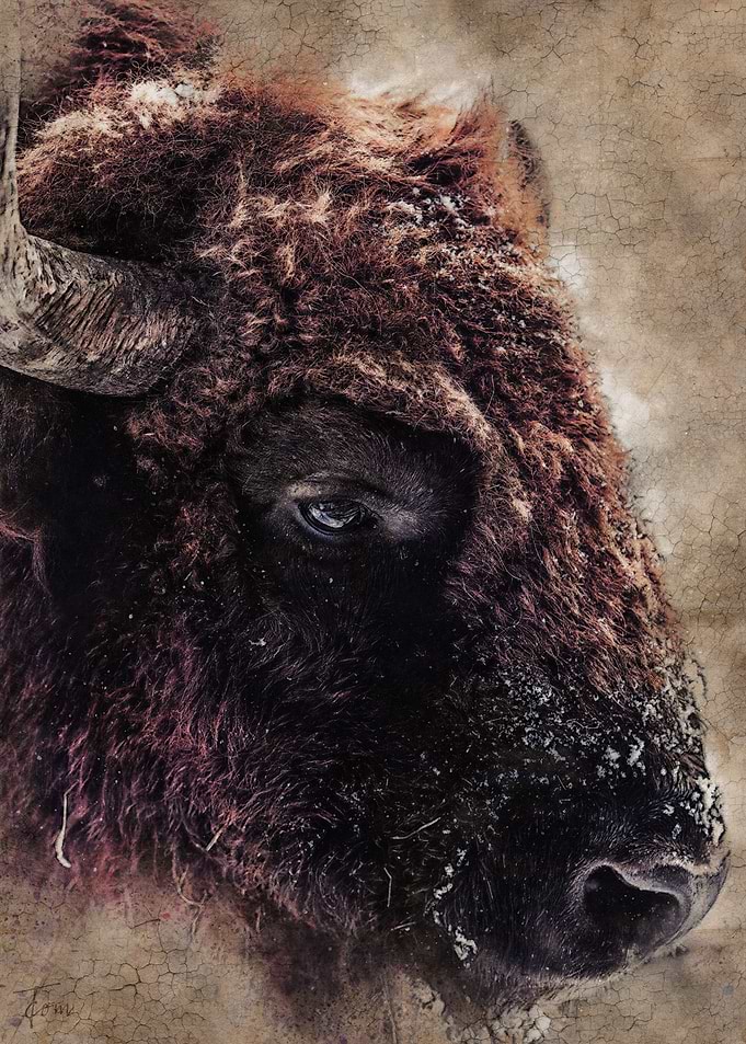 Bison