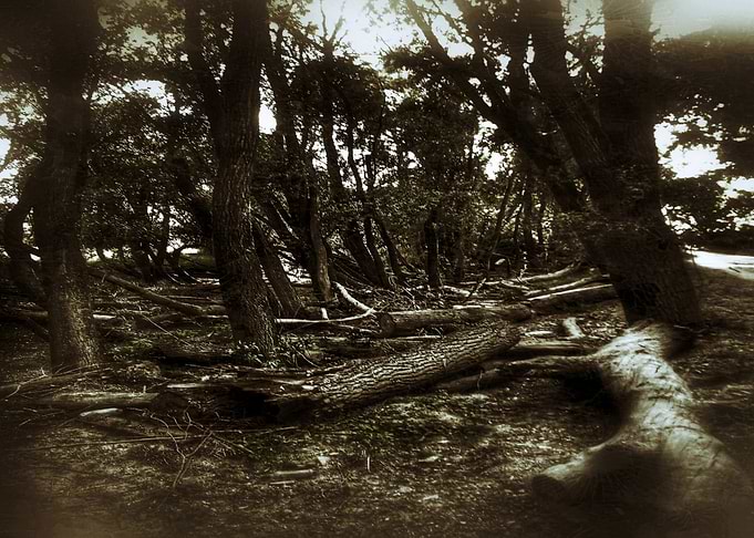 forest