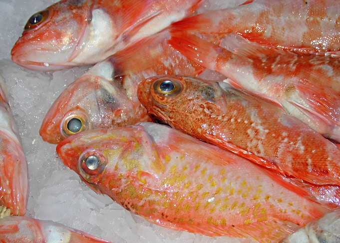 Fresh fish 01