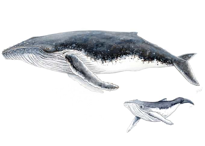 Humpback whale and baby