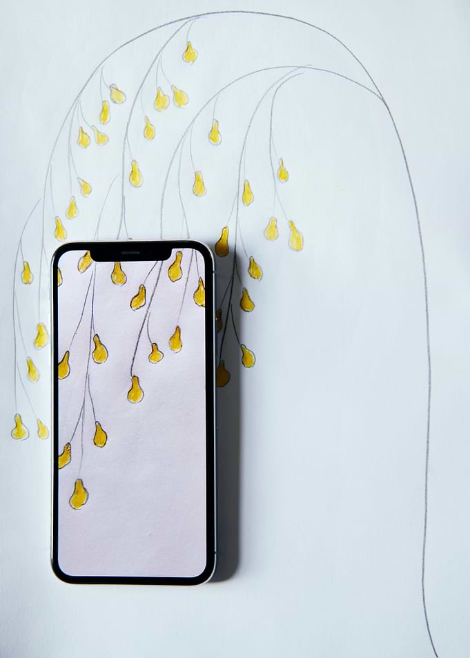 Pear tree