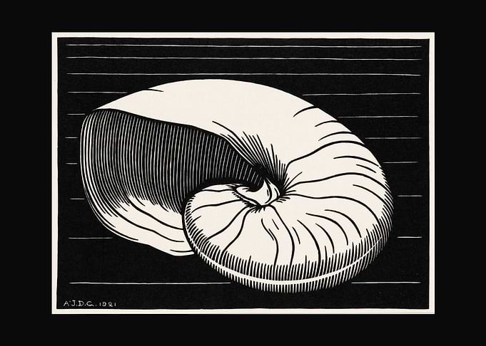 Shell