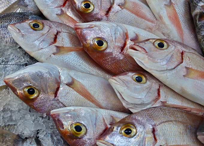 Fresh fish 02
