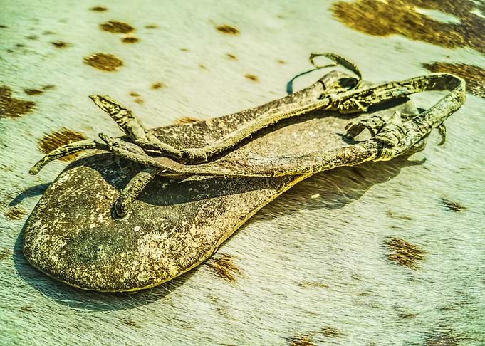 Bushman Sandal