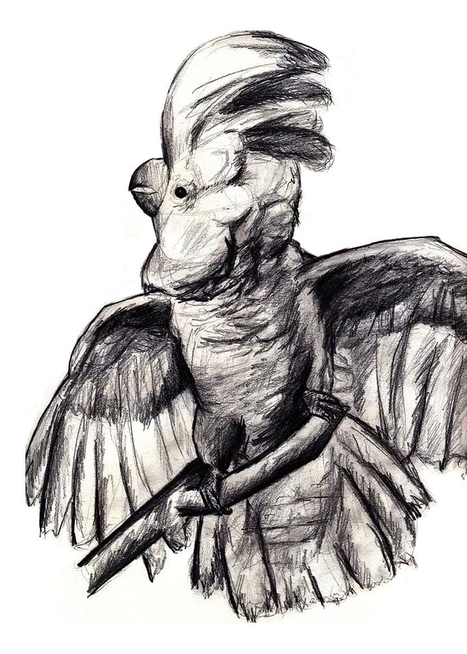 Cockatoo