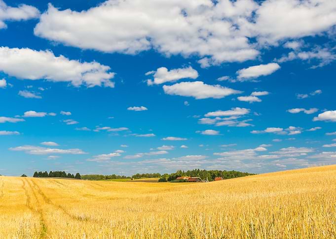 Field Sky Harvest Stubble