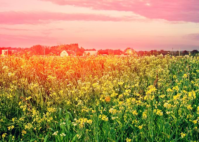 Agricultural Agriculture B