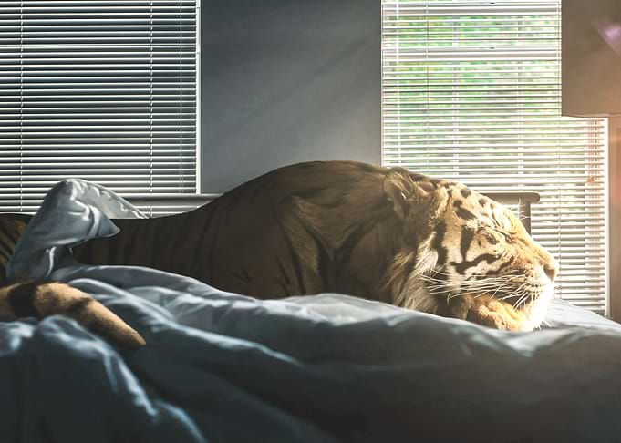 Sleeping Tiger