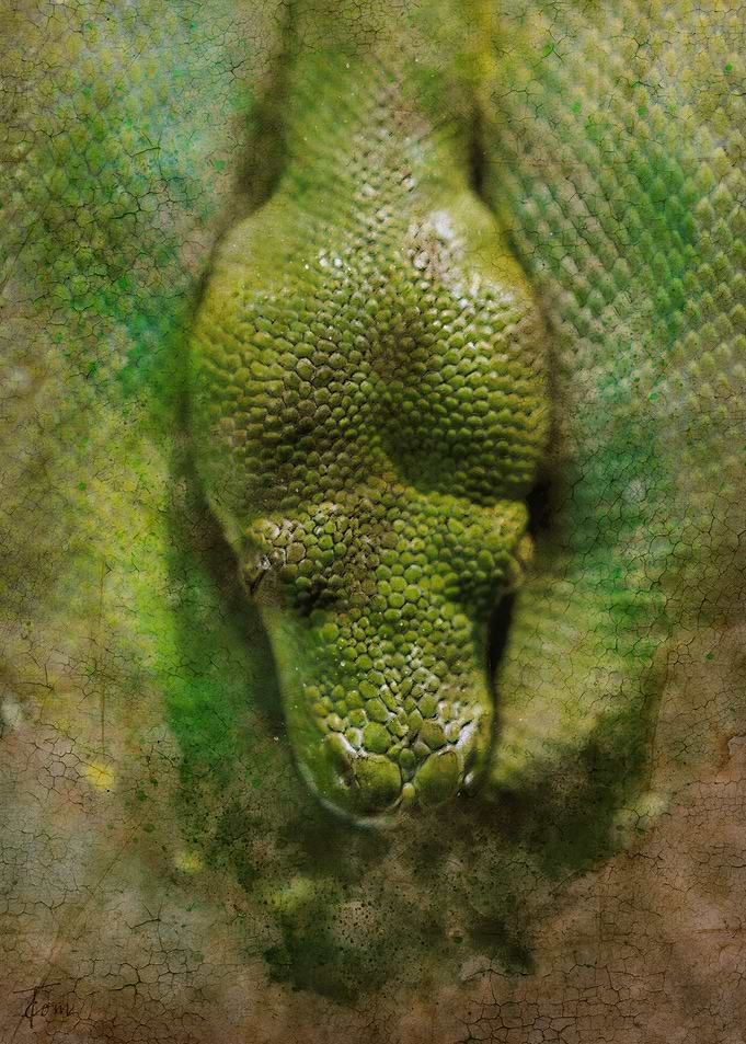 Snake