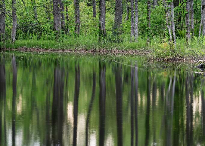 Impression Forest