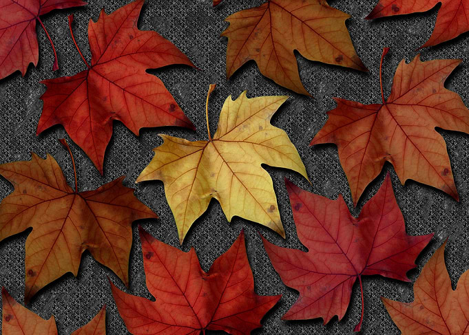 Autumn Leaves I