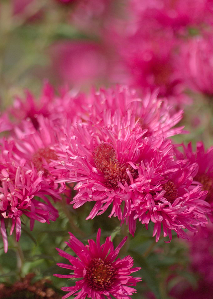 Pink Aster III