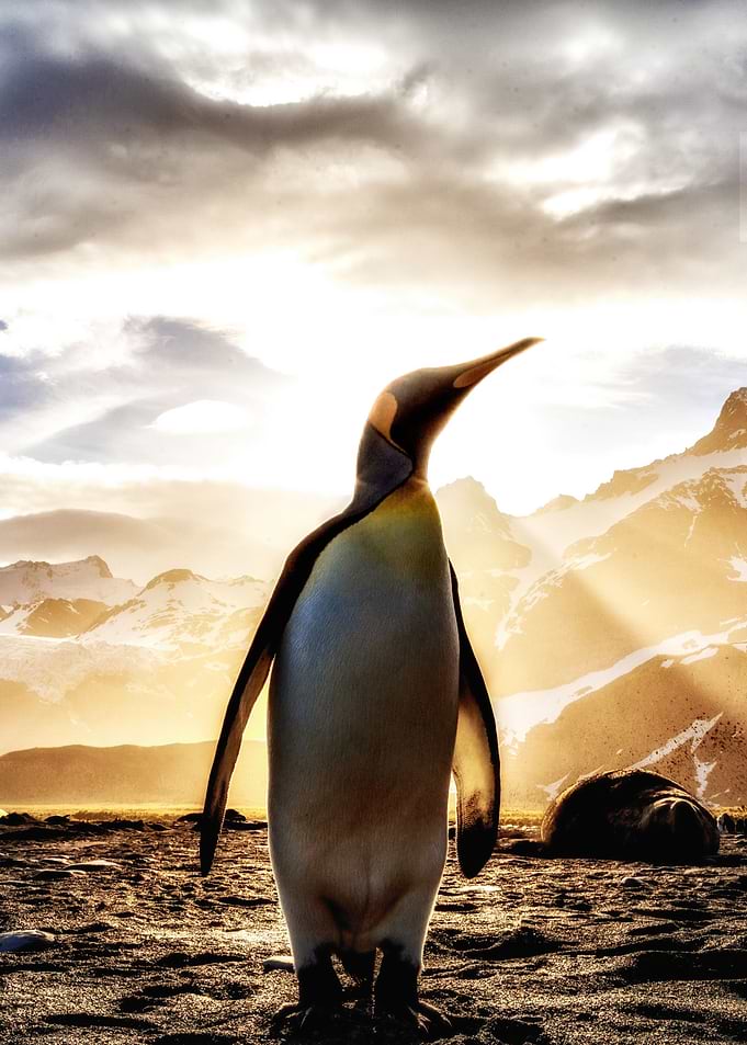 Penguin