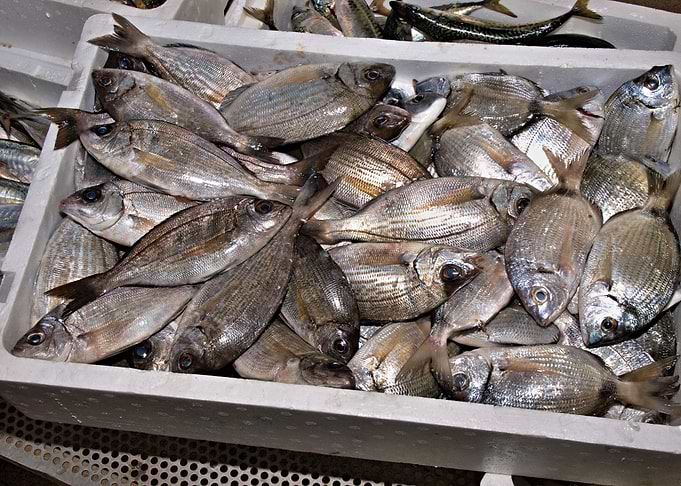 Box with fresh fish