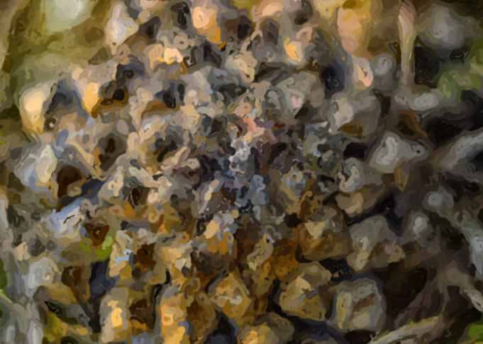 Pine cone Digital drawing