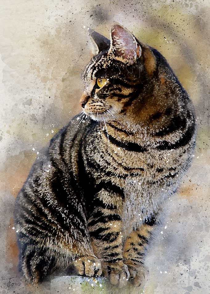 Cat