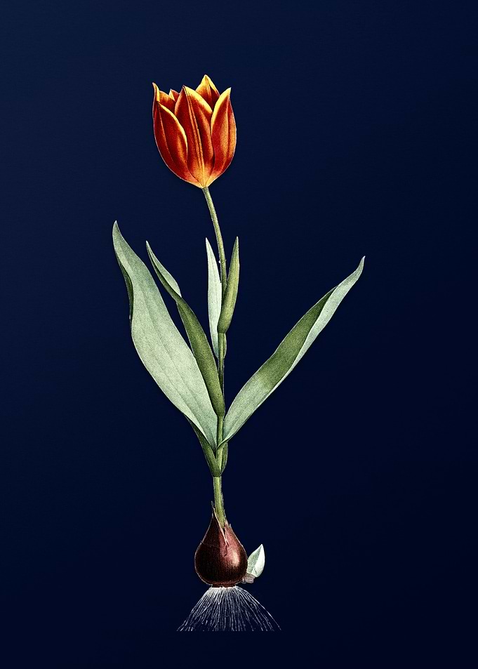 Vintage Tulip on Deep Blue