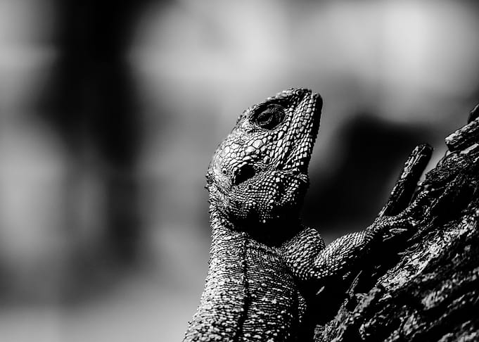 Blue headed lizard