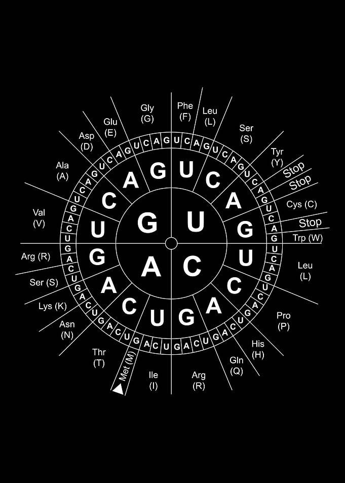 Biology Codon Wheel