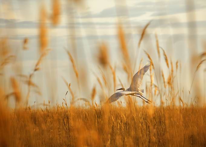 Heron
