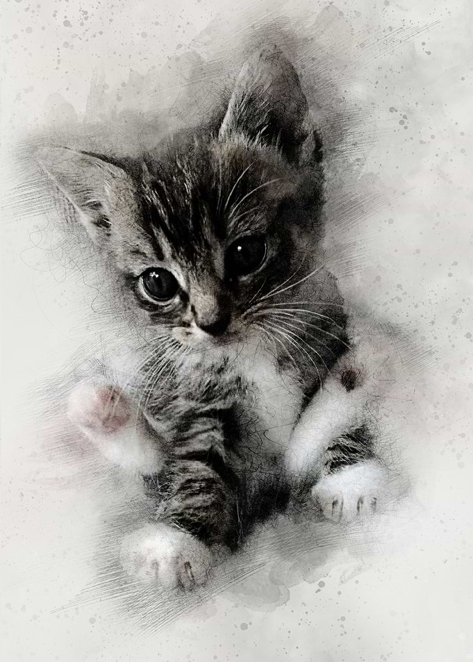Little Kitten