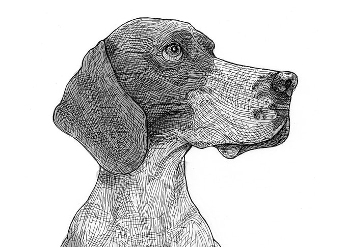 Beagle