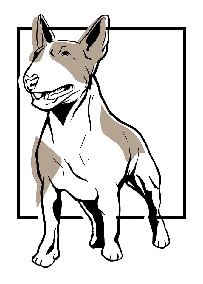 Bull Terrier dog