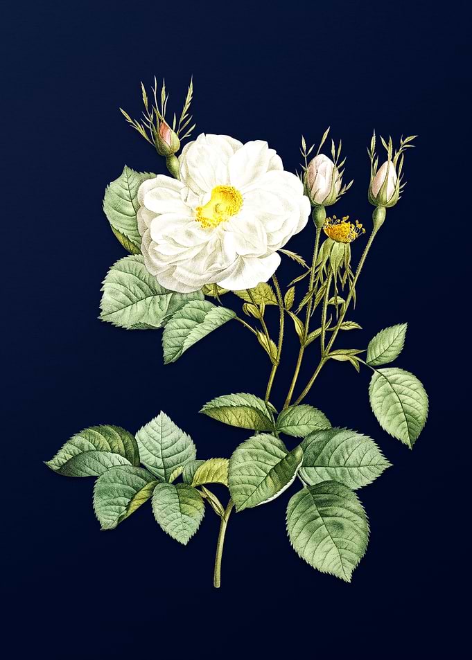 White Rose on Deep Blue