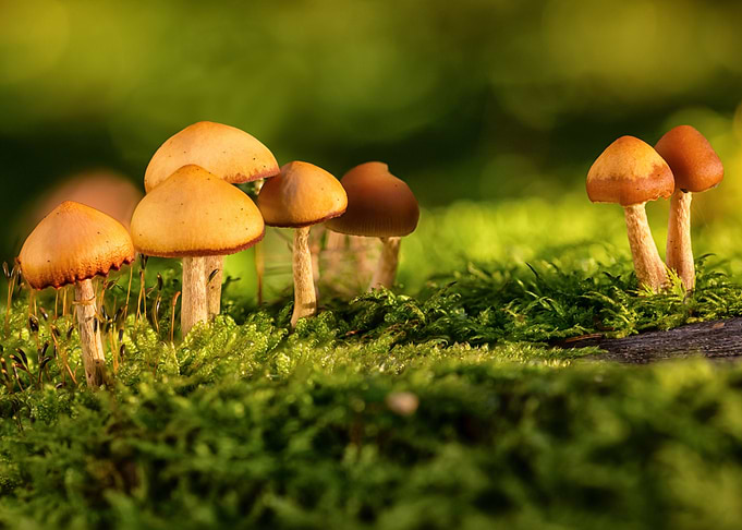 mushrooms