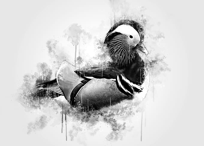 Mandarin Duck BW