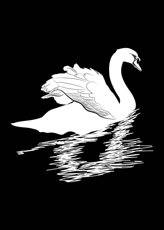 white goose