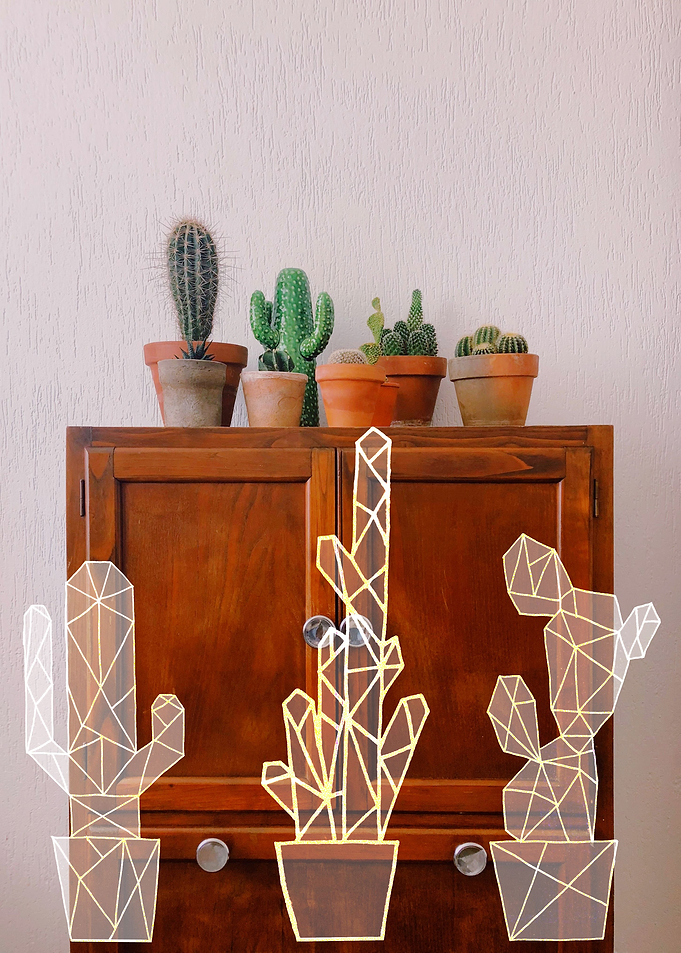 Indoor Cactus