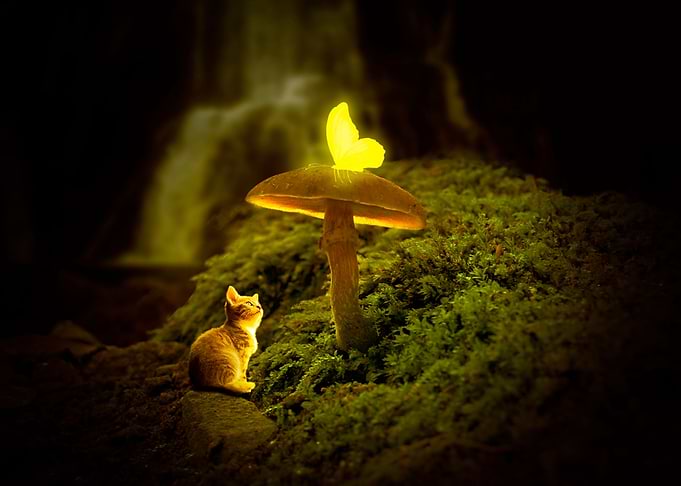 Light World Fantasy