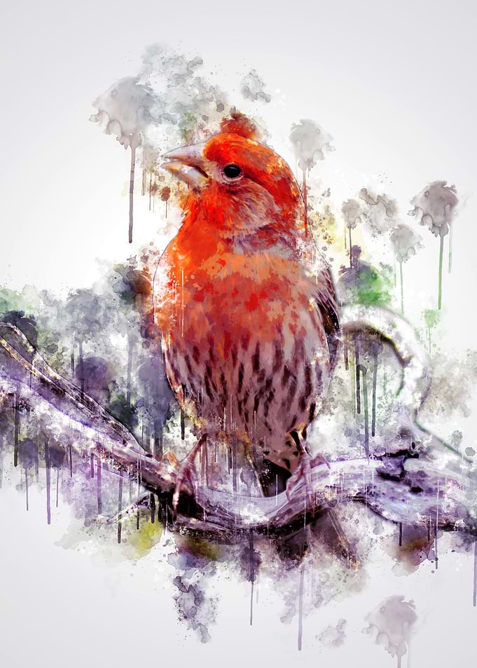 House finch