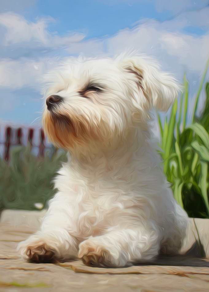 Maltese Puppy