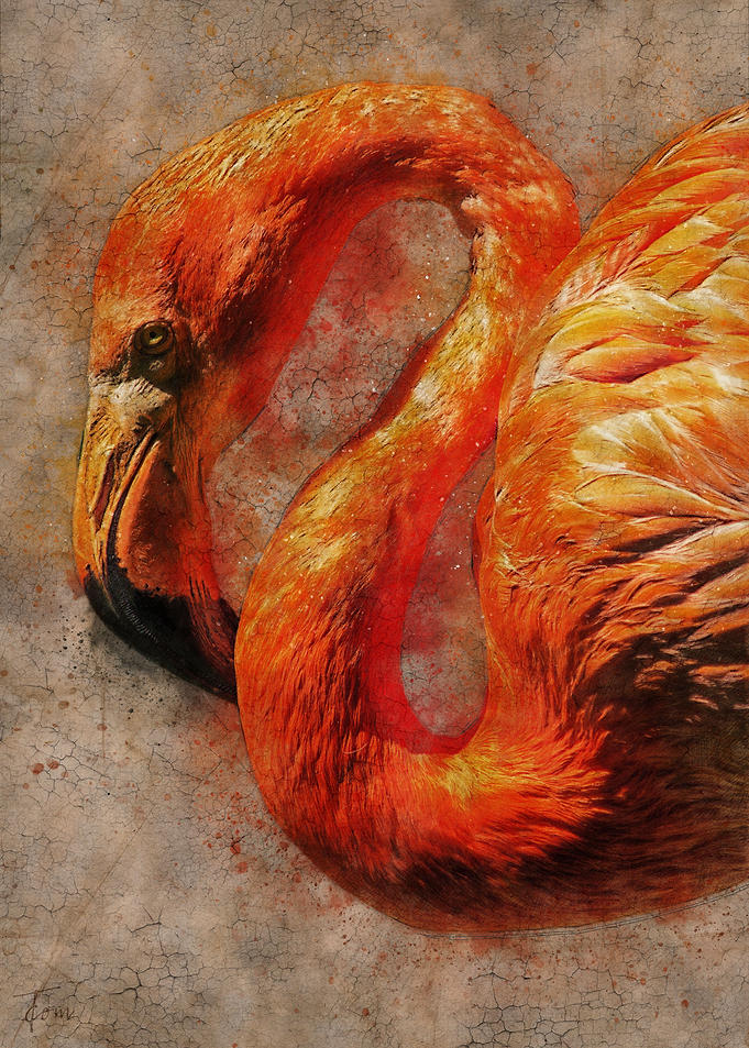 Flamingo