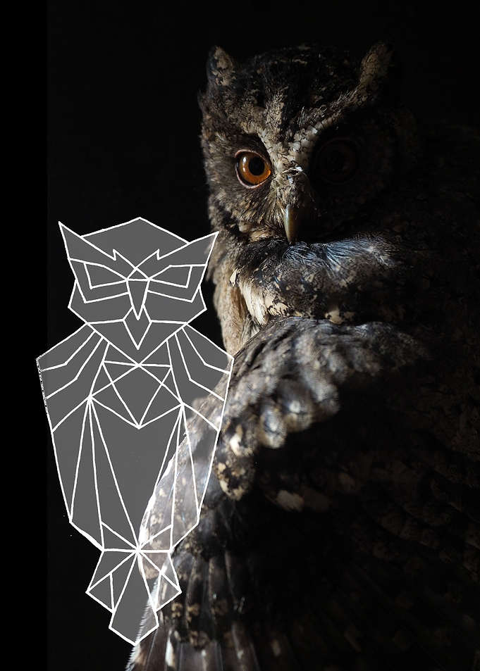 Big owl