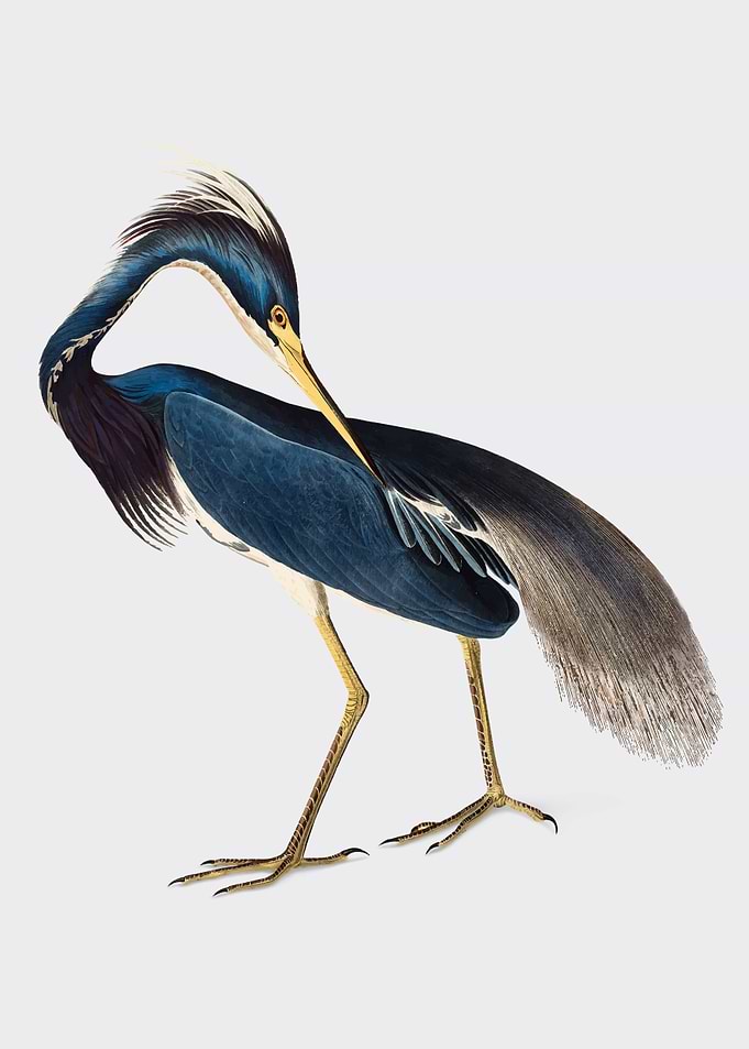 Louisiana heron